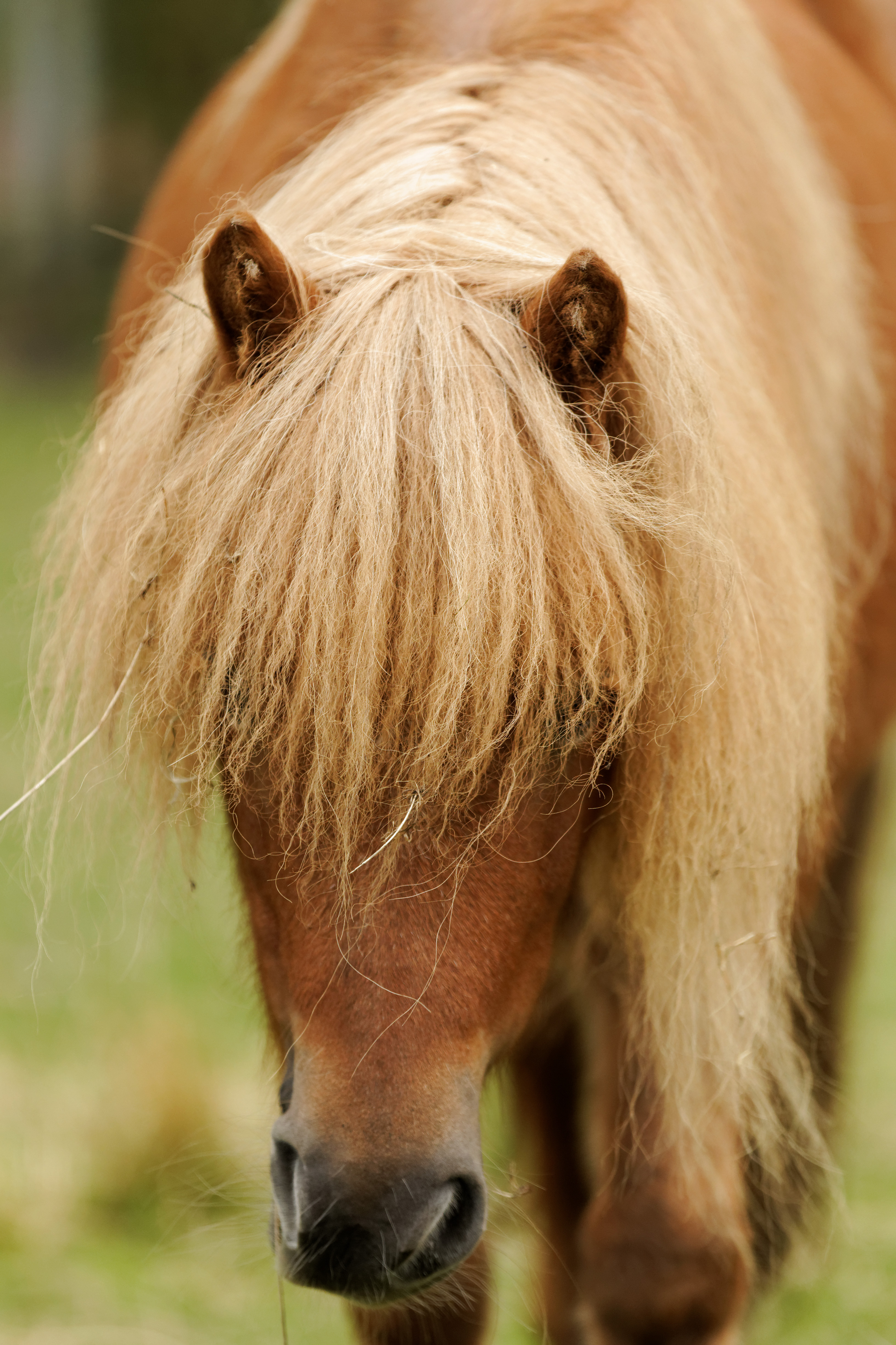 Welkom in de wereld van het paard